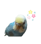 セキセイインコ・いんちょす（個別スタンプ：10）