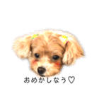 マルプーマルコⅣ（個別スタンプ：10）