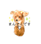 マルプーマルコⅣ（個別スタンプ：11）