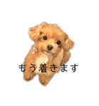 マルプーマルコⅣ（個別スタンプ：13）