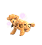 マルプーマルコⅣ（個別スタンプ：15）