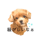 マルプーマルコⅣ（個別スタンプ：18）