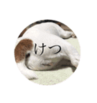ジャックラッセルテリアのポピィスタンプ（個別スタンプ：6）