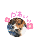 ジャックラッセルテリアのポピィスタンプ（個別スタンプ：12）
