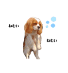 しなもんと仲間たち。（個別スタンプ：2）