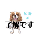 しなもんと仲間たち。（個別スタンプ：16）