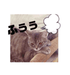 アルファαとラムダλのにゃんすた5（個別スタンプ：4）