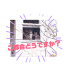 アルファαとラムダλのにゃんすた5（個別スタンプ：5）