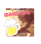 アルファαとラムダλのにゃんすた5（個別スタンプ：7）