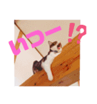 アルファαとラムダλのにゃんすた5（個別スタンプ：8）
