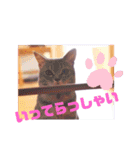 アルファαとラムダλのにゃんすた5（個別スタンプ：9）