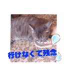 アルファαとラムダλのにゃんすた5（個別スタンプ：11）