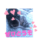 アルファαとラムダλのにゃんすた5（個別スタンプ：12）