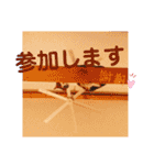 アルファαとラムダλのにゃんすた5（個別スタンプ：14）