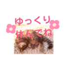 アルファαとラムダλのにゃんすた5（個別スタンプ：15）