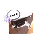 アルファαとラムダλのにゃんすた5（個別スタンプ：16）