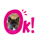 秋田犬はーくん時々しろわん（個別スタンプ：1）