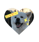 秋田犬はーくん時々しろわん（個別スタンプ：3）