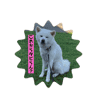 秋田犬はーくん時々しろわん（個別スタンプ：5）