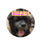 秋田犬はーくん時々しろわん（個別スタンプ：7）