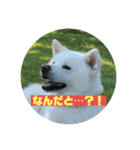 秋田犬はーくん時々しろわん（個別スタンプ：8）