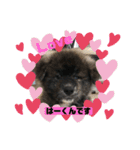 秋田犬はーくん時々しろわん（個別スタンプ：9）