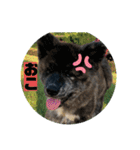 秋田犬はーくん時々しろわん（個別スタンプ：10）
