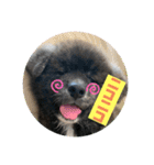 秋田犬はーくん時々しろわん（個別スタンプ：11）