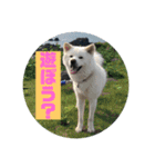 秋田犬はーくん時々しろわん（個別スタンプ：13）