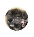 秋田犬はーくん時々しろわん（個別スタンプ：14）