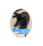 秋田犬はーくん時々しろわん（個別スタンプ：19）