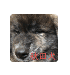 秋田犬はーくん時々しろわん（個別スタンプ：21）