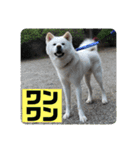 秋田犬はーくん時々しろわん（個別スタンプ：22）