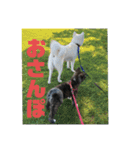 秋田犬はーくん時々しろわん（個別スタンプ：23）