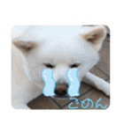 秋田犬はーくん時々しろわん（個別スタンプ：24）