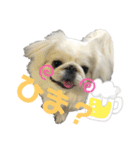 4ペキLIFE（個別スタンプ：1）