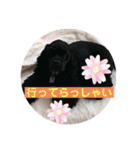 Lovely ぽろピカ（個別スタンプ：20）