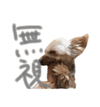 ヨーキーのゆずの感情編（個別スタンプ：8）