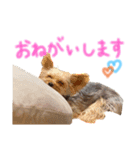 ヨーキーのゆずの感情編（個別スタンプ：14）