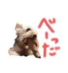 ヨーキーのゆずの感情編（個別スタンプ：15）