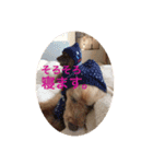 プードルのしゅうくん（個別スタンプ：3）