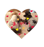 プードルのしゅうくん（個別スタンプ：4）