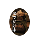 プードルのしゅうくん（個別スタンプ：8）