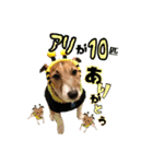 ジャックのつぶやき…時々モップ（個別スタンプ：3）