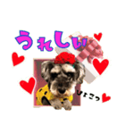 ジャックのつぶやき…時々モップ（個別スタンプ：8）