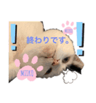 飼い主用みいこスタンプ（個別スタンプ：19）