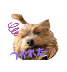 けんとそら（個別スタンプ：8）