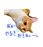 はくとんスタンプ2（個別スタンプ：10）