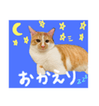はくとんスタンプ2（個別スタンプ：13）
