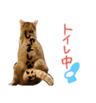 はくとんスタンプ2（個別スタンプ：14）